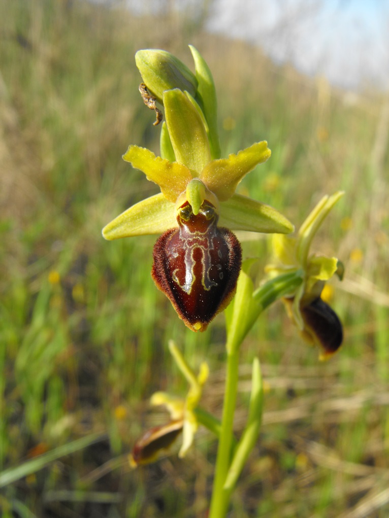 Per Orchidee lungo la piana del fiume Magra (SP)